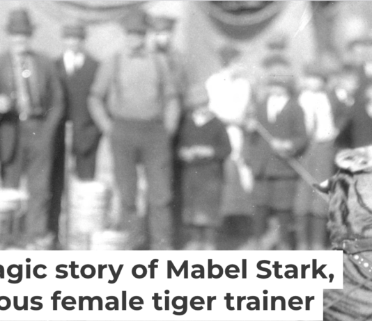 Mabel Stark tamed tigers – and even wrestled with them. Circus and Allied Arts Collection, Illinois State University's Special Collections, Milner Library